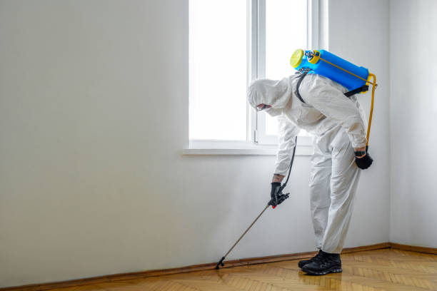Pest Prevention Services in Bell, CA