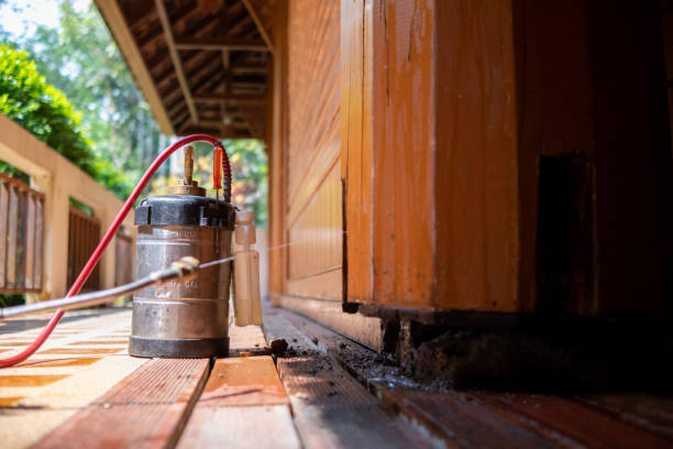 Best Wasp Removal Services  in Bell, CA