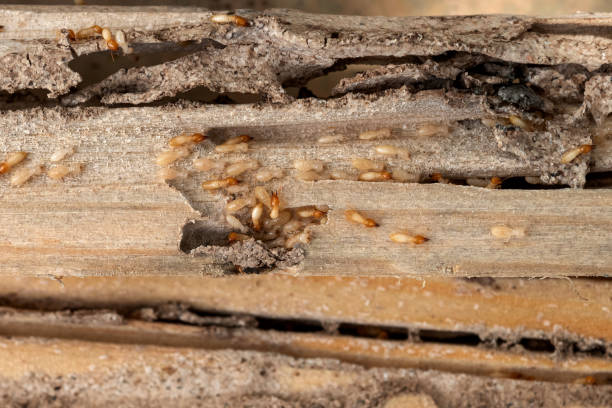 Best Bird Control  in Bell, CA