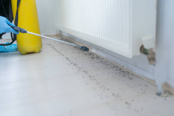 Best Pest Inspection Near Me  in Bell, CA